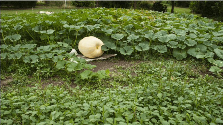 Caring for Watermelon