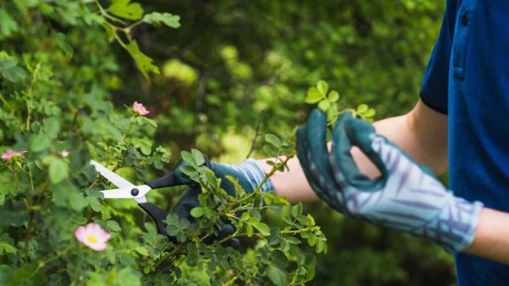 Best Time to Trim Pine Trees