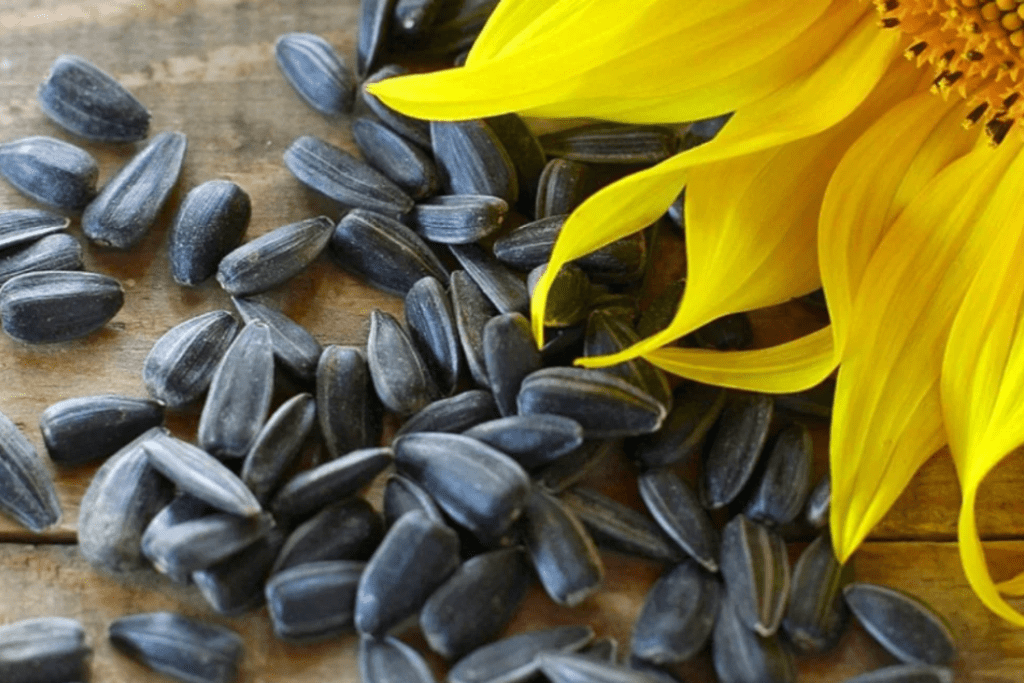 Sunflower seeds and flower on wooden table