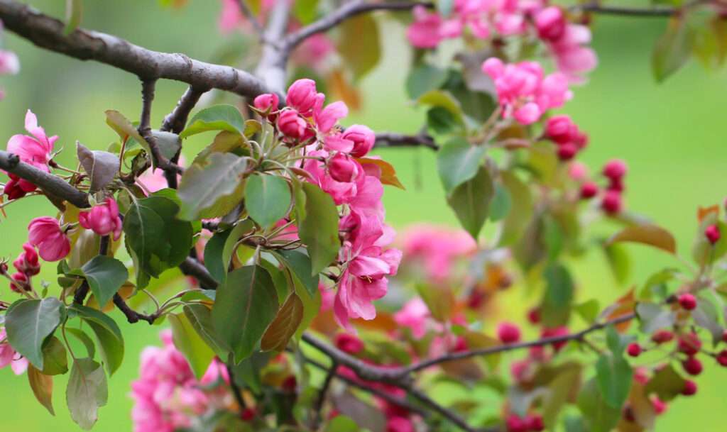 Companion Plants for Cherry Trees