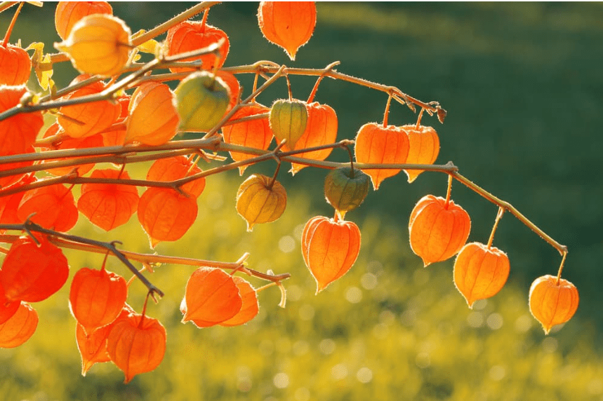 Beautiful Chinese lantern flower on tree branch