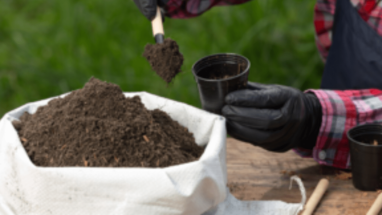 Dreamlight Tree Fertilizer: Enhance Tree Health and Growth