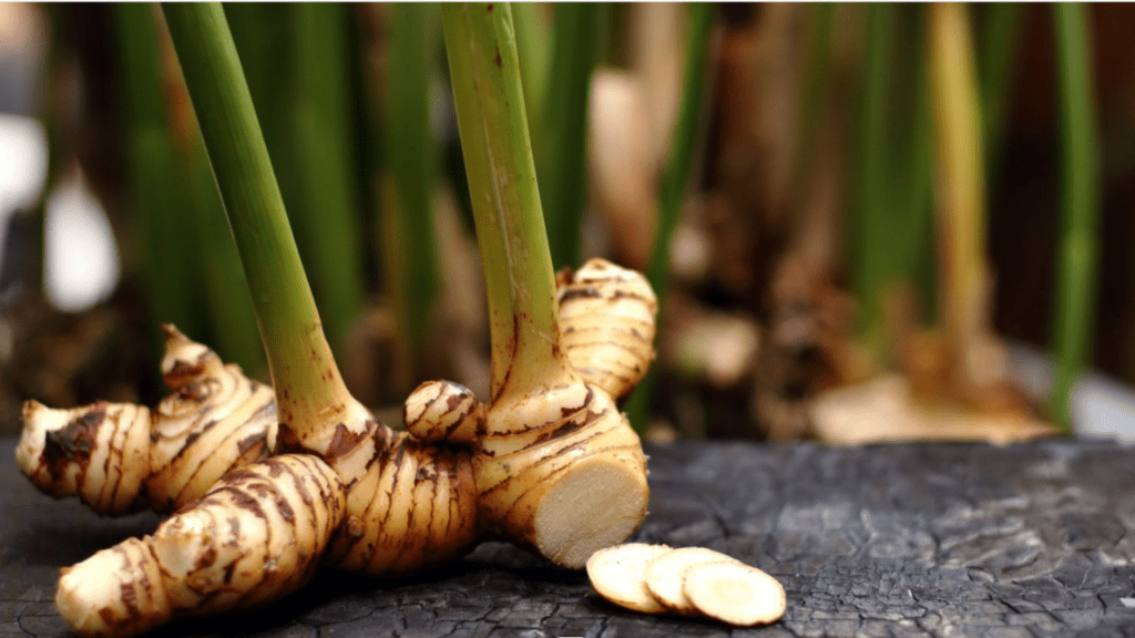 Ginger Plant