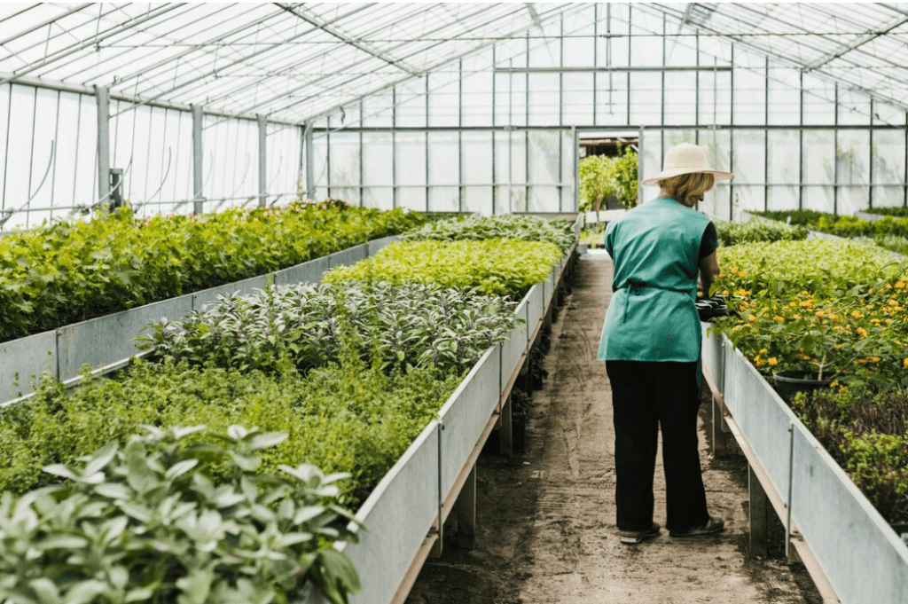 A woman is working in a green house farm