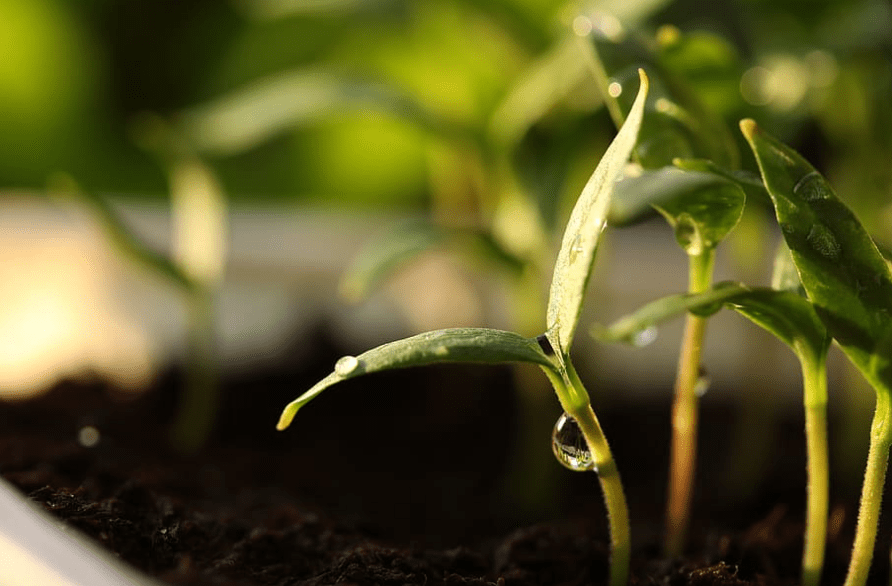 Growing Toothache Plant