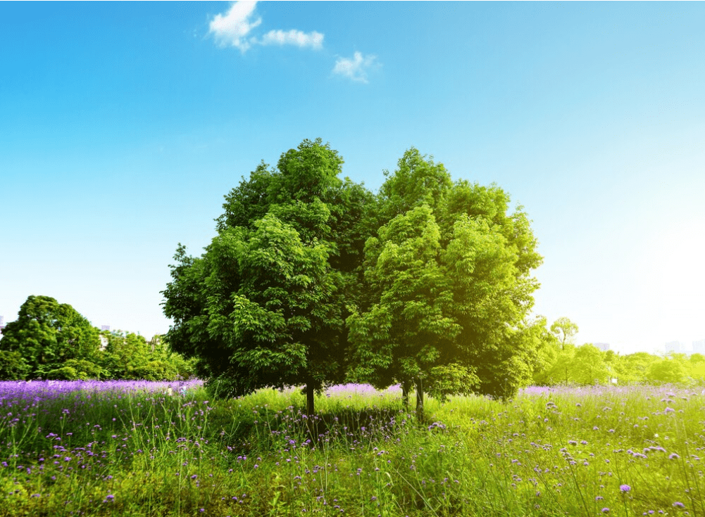 A healthy tree in a beautiful environment under a blue sky