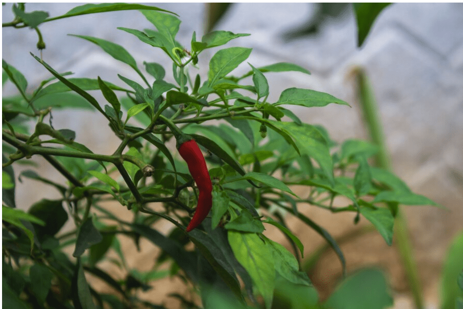 The Hottest Pepper