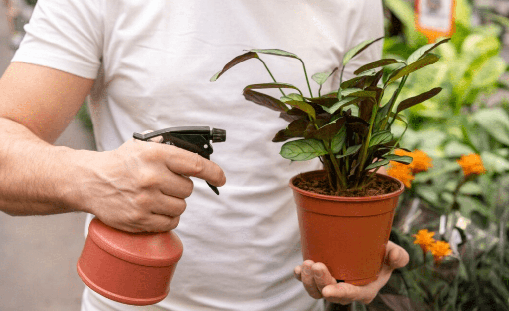 Man in white t-shirt with black gloves spraying pesticide with brown spray bottle on tree in brown pot