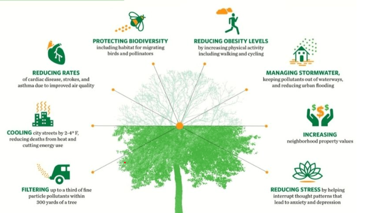 importance ot tree