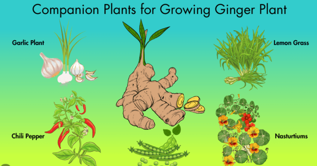 Planting Ginger Plant Seeds