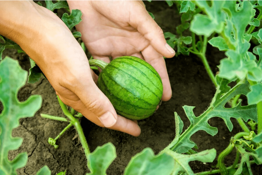 Small watermelon in hand