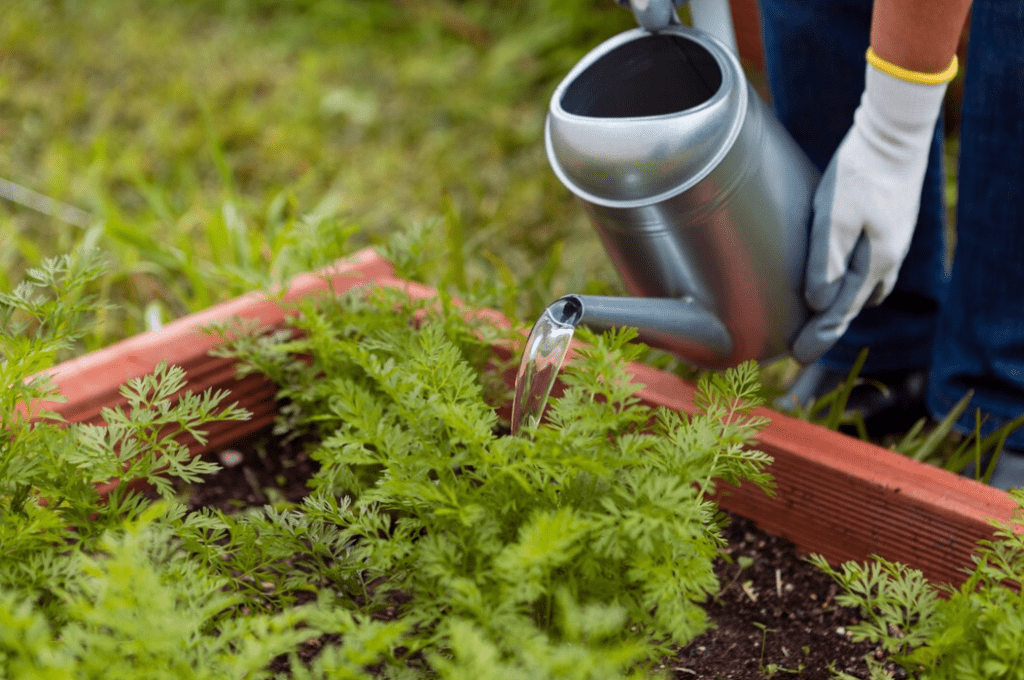 Watering the saplings