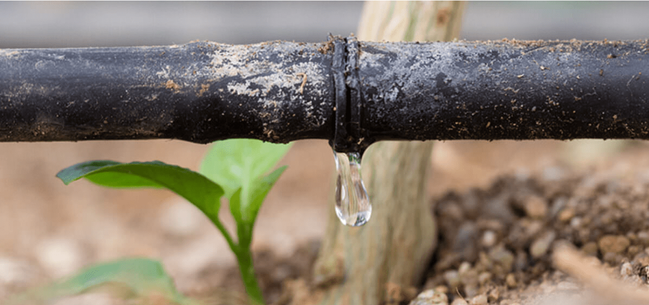 ree Watering Methods