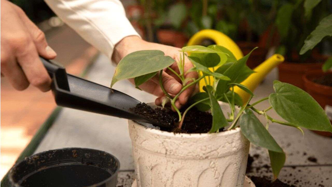 Best Fertilizer for Fig Trees: Expert Tips for Healthy Growth Best fertilizer for fig trees