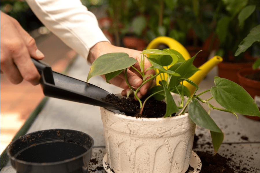 Fertilizer is being applied to seedlings