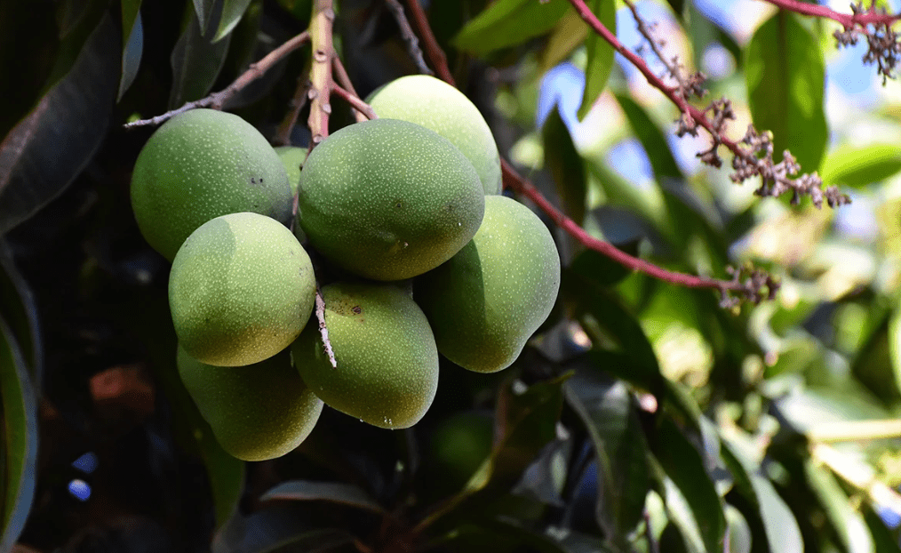 A bunch of mangoes