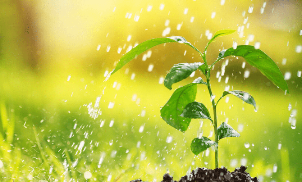 using the tree watering