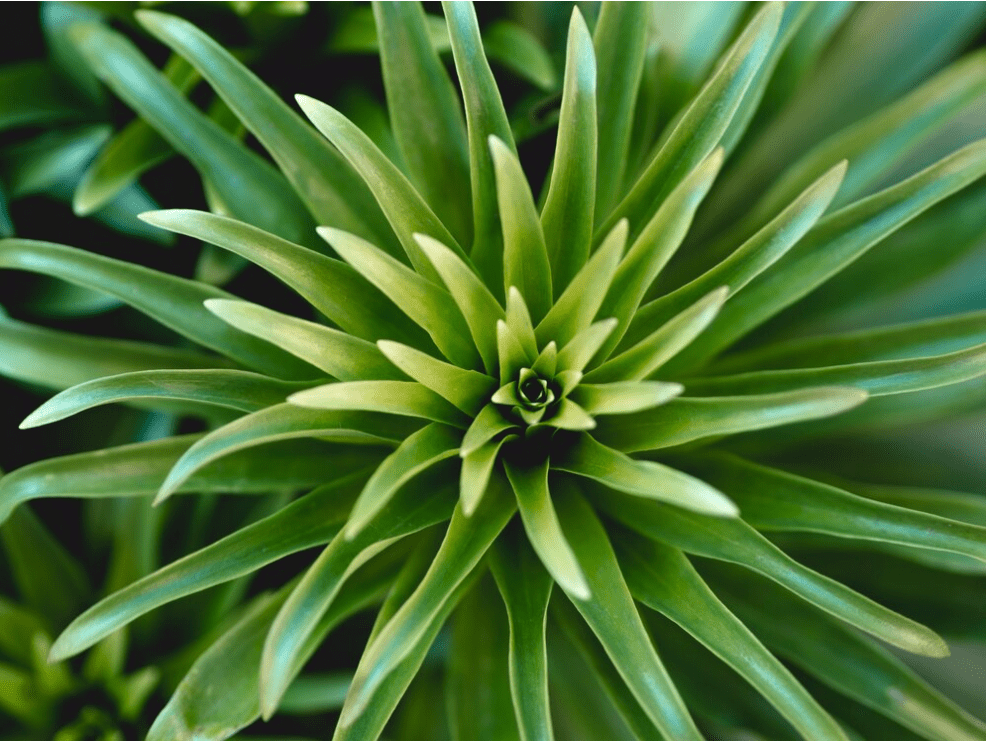 Yucca Plants