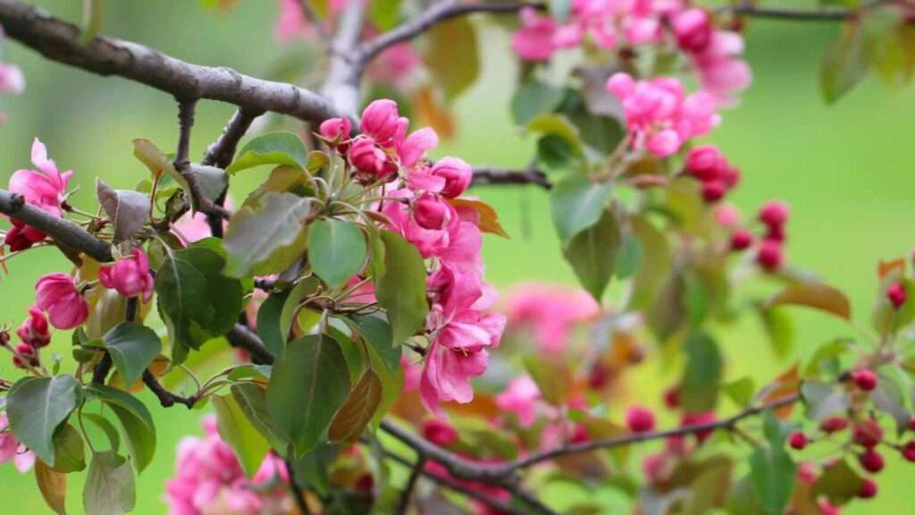 pink cherry plant