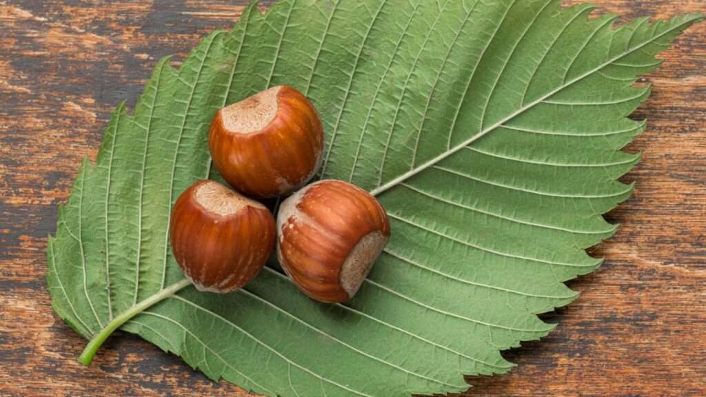 chestnut on a leaf