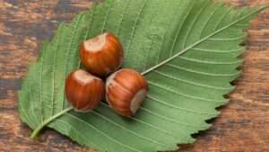 chestnut on a leaf