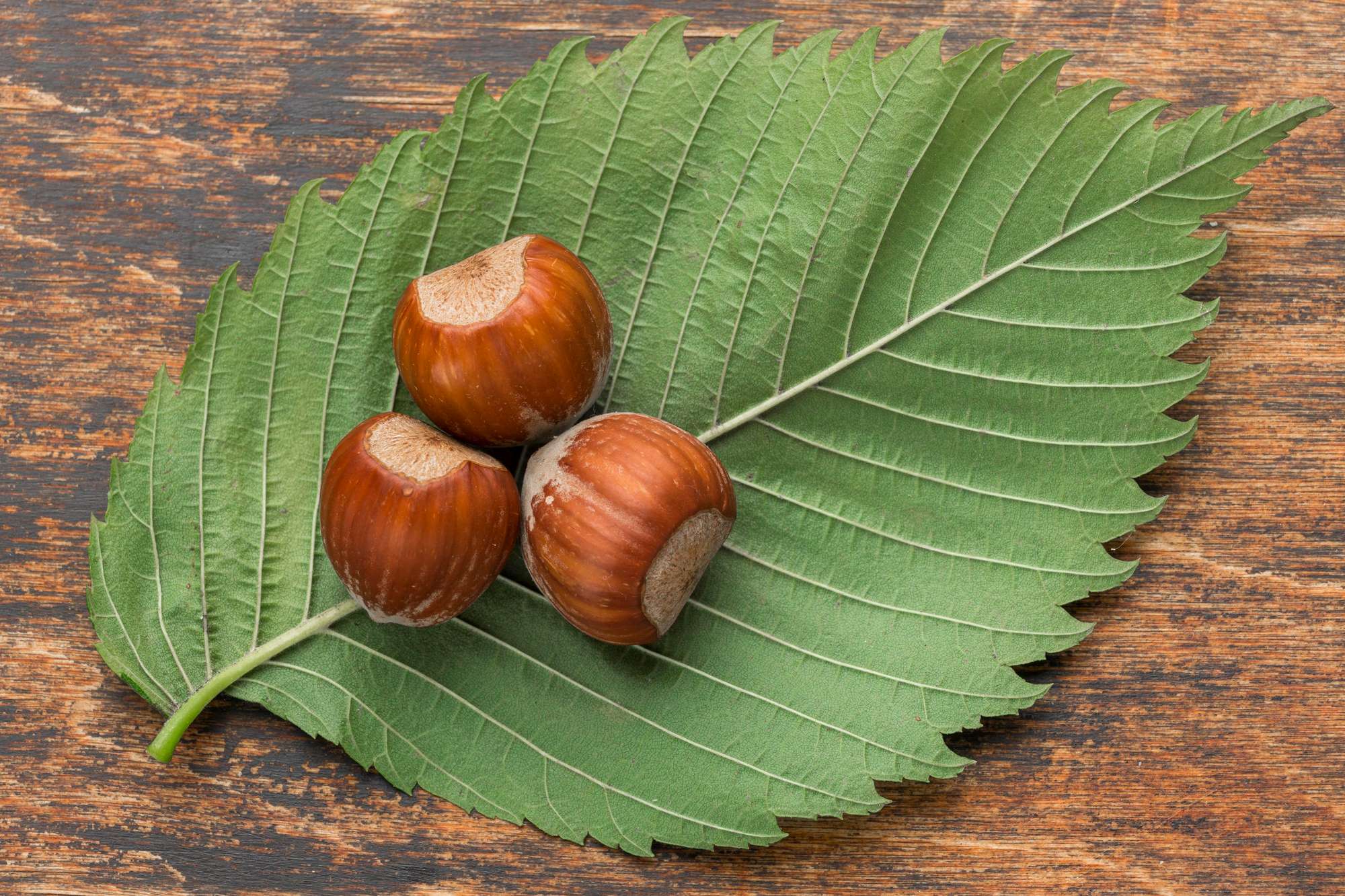 Growing Chestnut Trees From Seeds