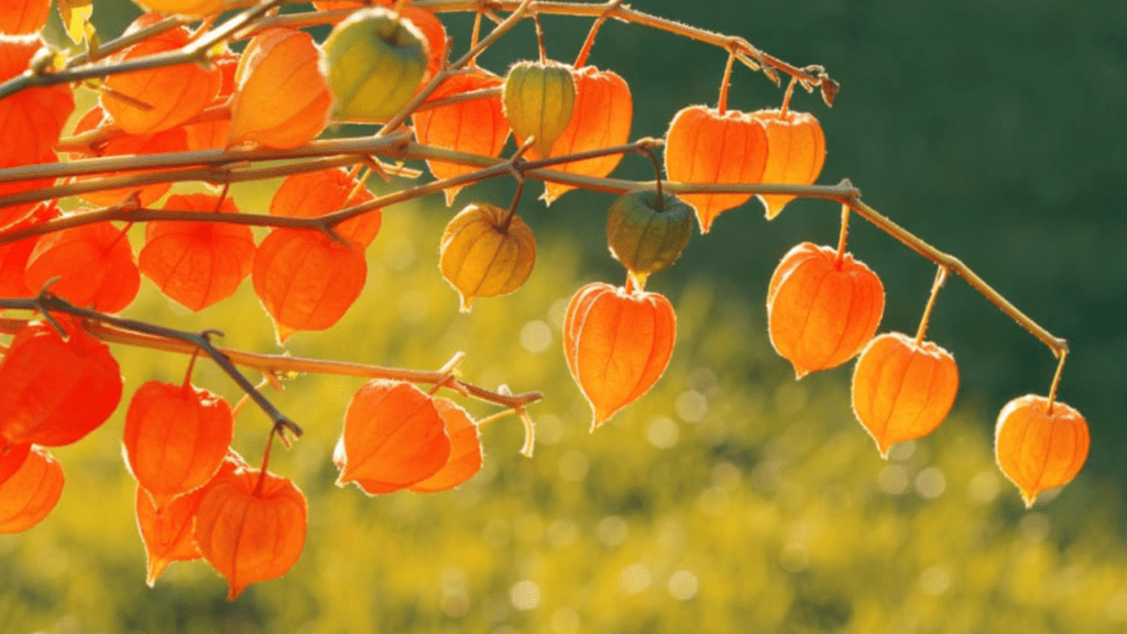 Beautiful Chinese lantern flower