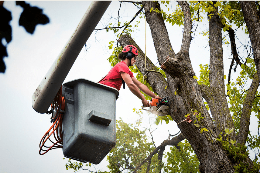 emergency tree removal