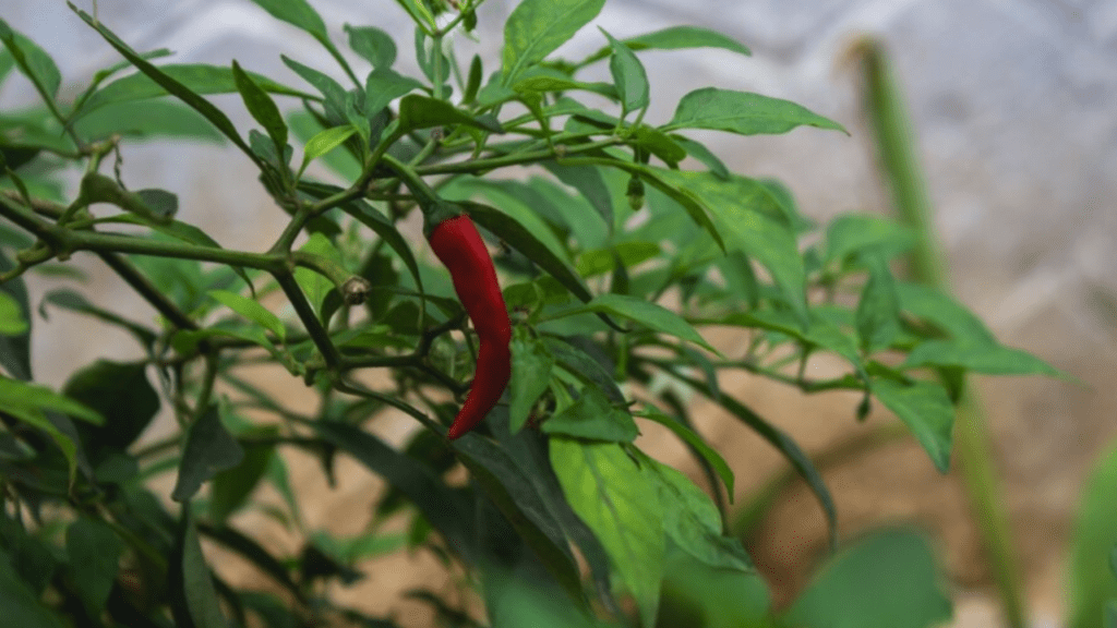 hottest pepper- red chili