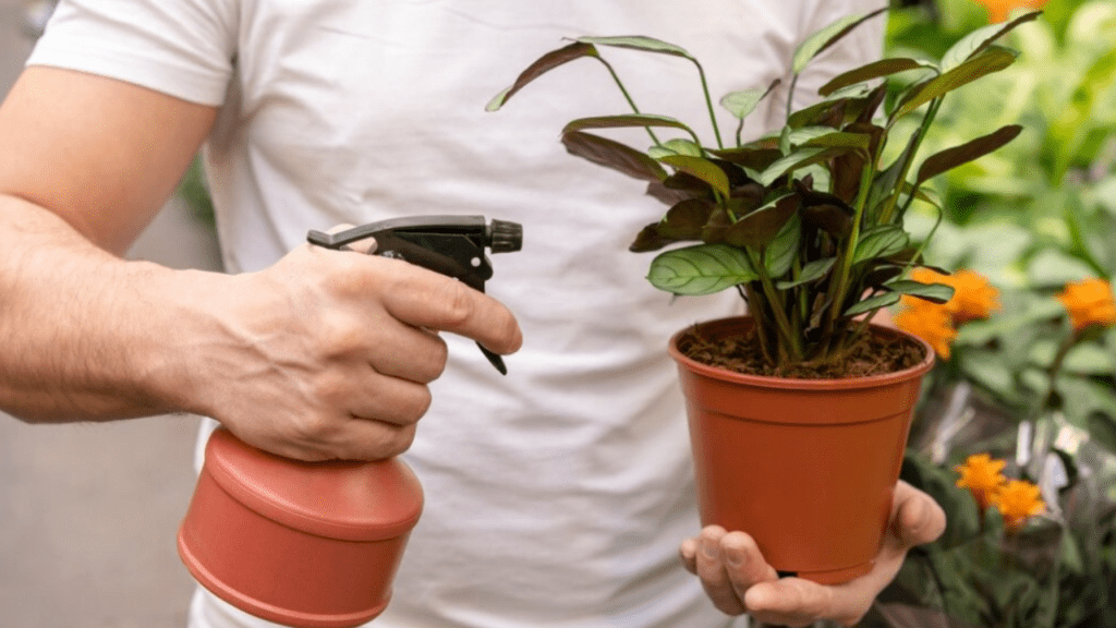 Man in white t-shirt with black gloves spraying pesticide with brown spray bottle on tree in brown pot