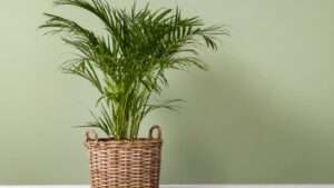 Grow Palm-Like Plants