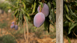 mangos and mango tree