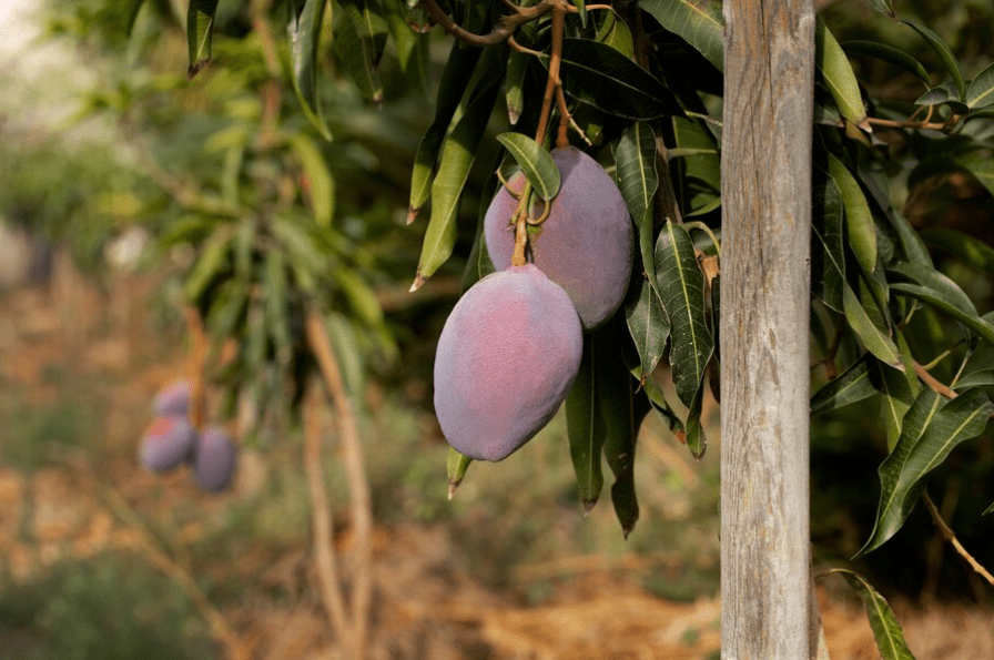 mangoes in the mango garden