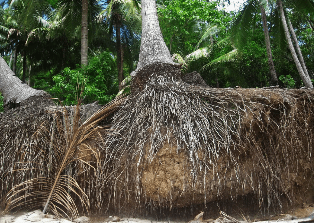 palm tree root system