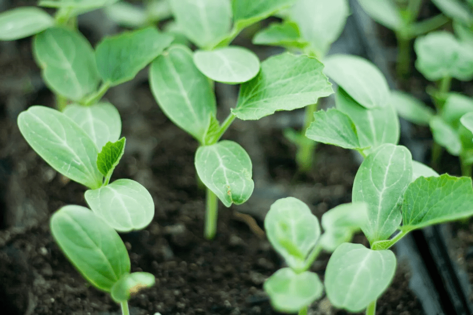 planting watermelon seeds