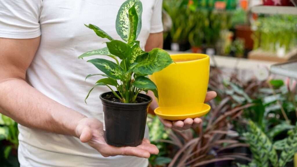 Find the Perfect Extra Large Plant Pots for Trees