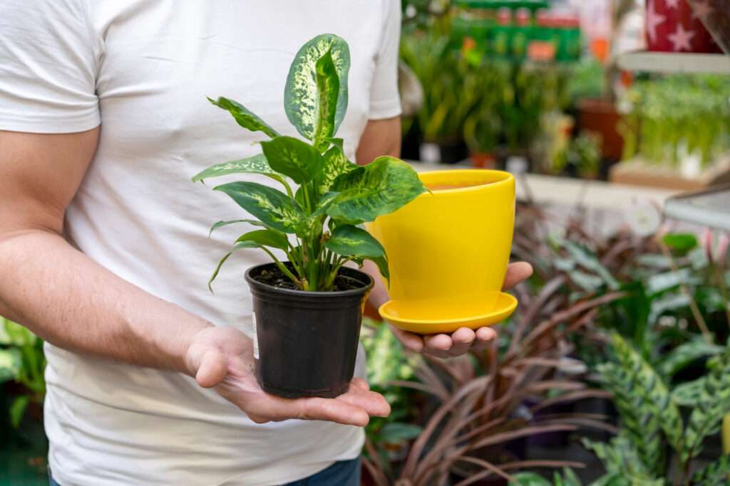 Perfect Extra Large Plant Pots