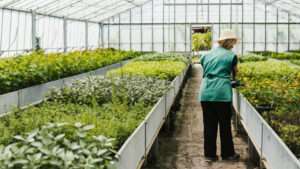 woman is working at green house farm