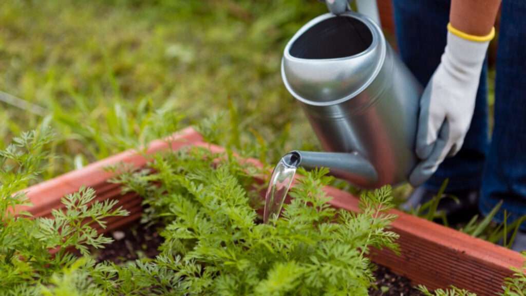 watering to a tree