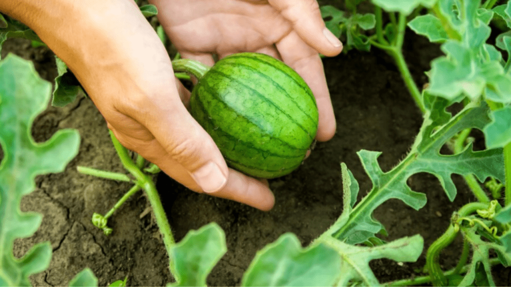 baby watermelon