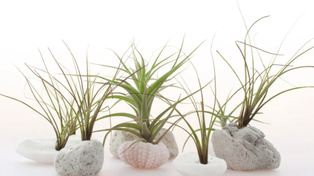 Air Plant Fertilizer