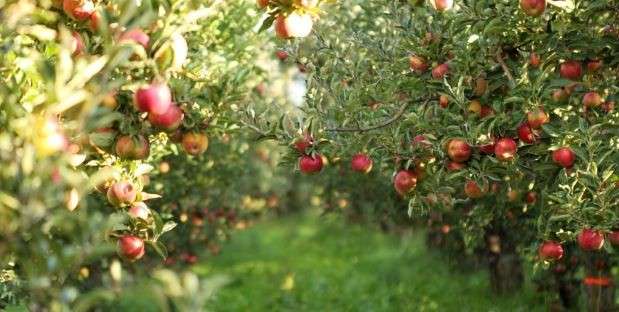 Understanding Self-Fertile Apple Trees