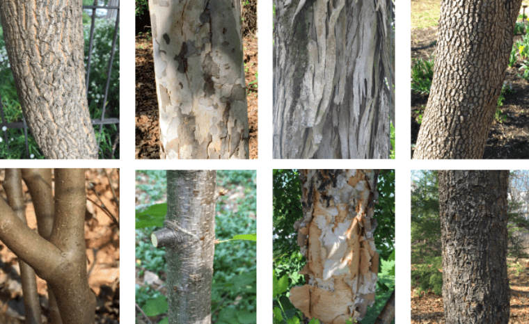 Bark Characteristics