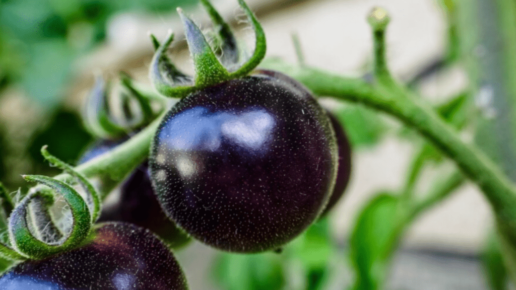 Close-up of fruit growing on tree