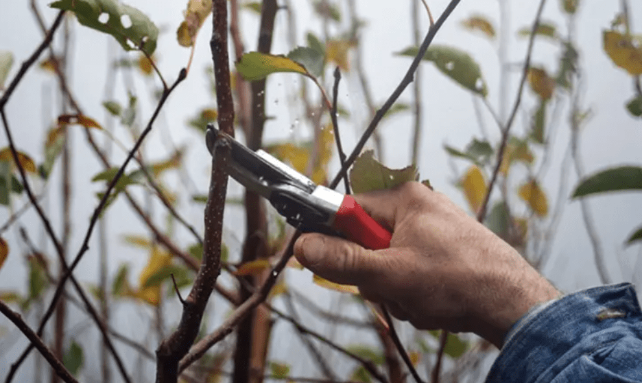 Benefits of Pruning Persimmon Trees