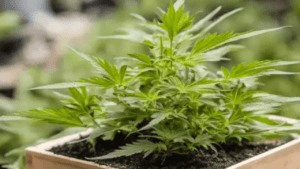 Best Weed Plant Fertilizer