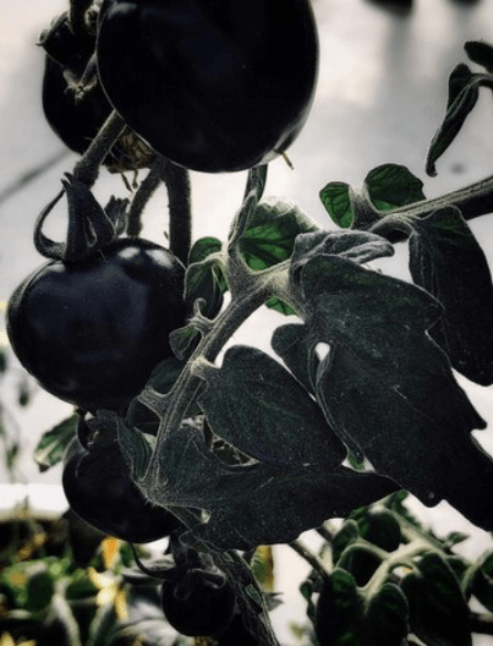 Close-up of fruits growing on plant