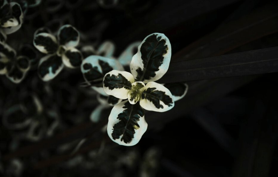 Close-up delicate green and white plant