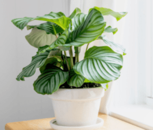 Calathea Orbifolia