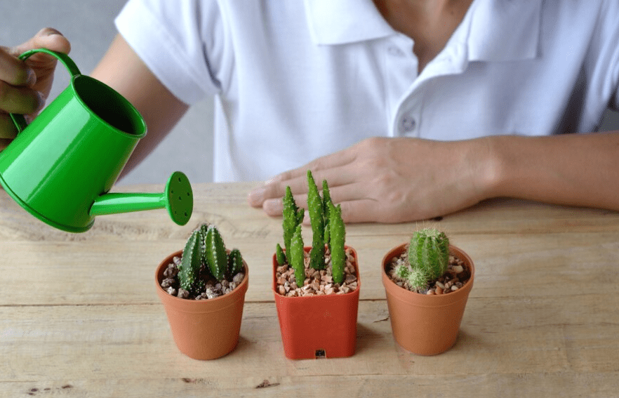 Caring for Aloe Vera Plants